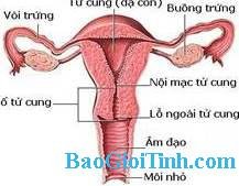 cơ quan sinh dục ở nữ